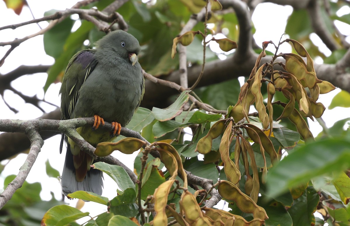 Sao Tome Green-Pigeon - ML599233931