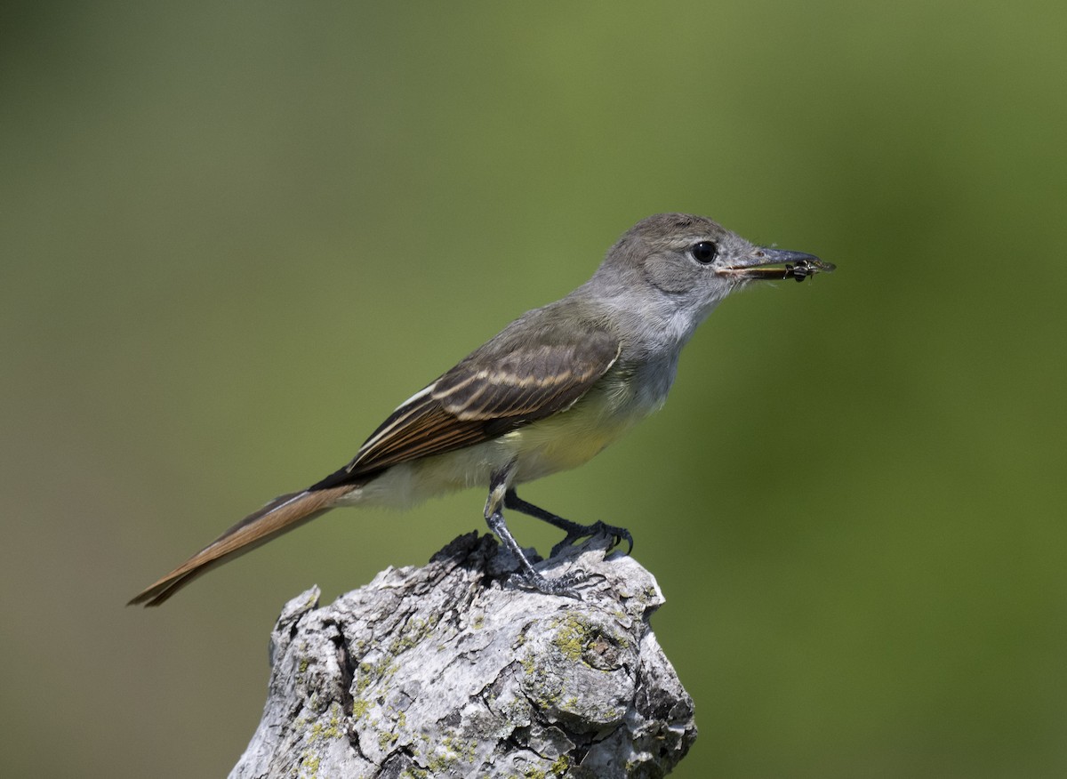 Great Crested Flycatcher - ML599235381