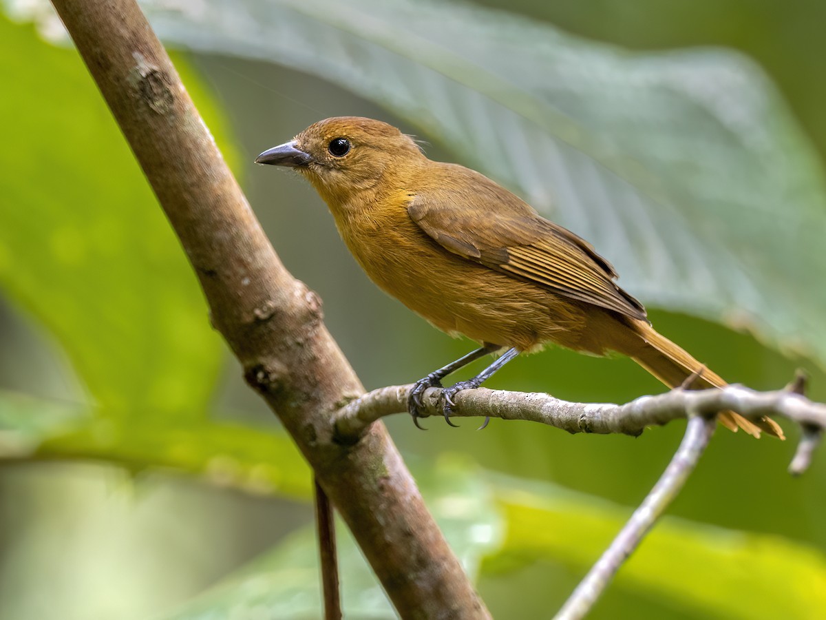Flame-crested Tanager - Andres Vasquez Noboa