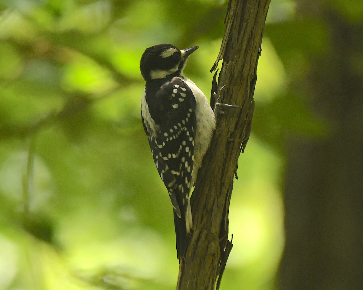 Downy Woodpecker - ML599249861