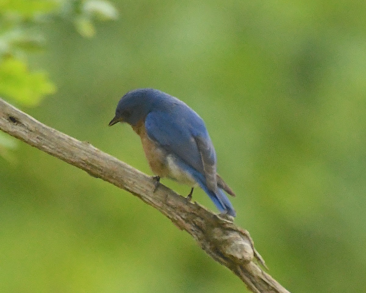 Eastern Bluebird - ML599250401