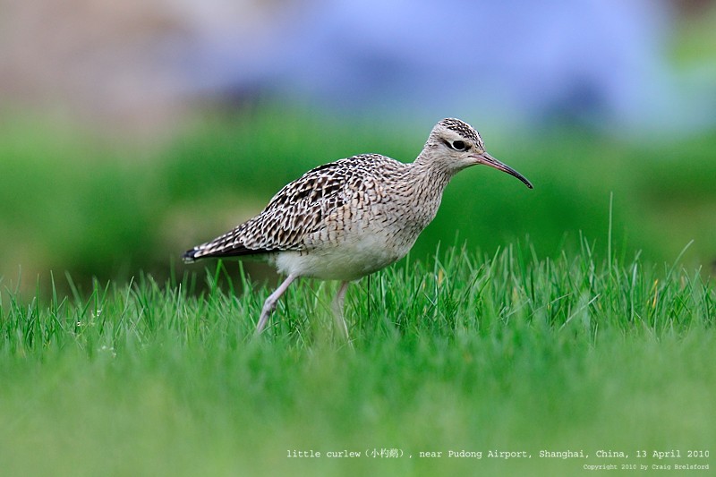 Little Curlew - ML59925061