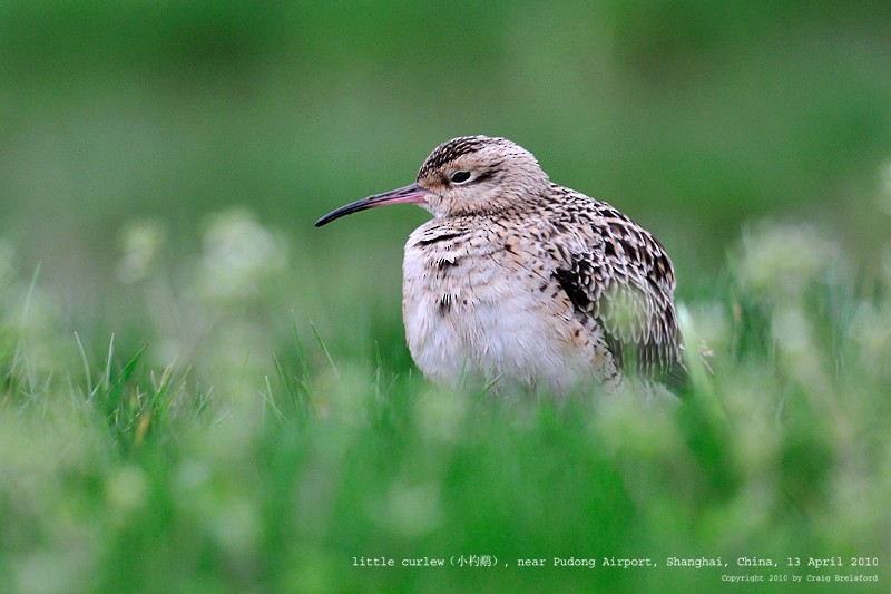 Little Curlew - ML59925071