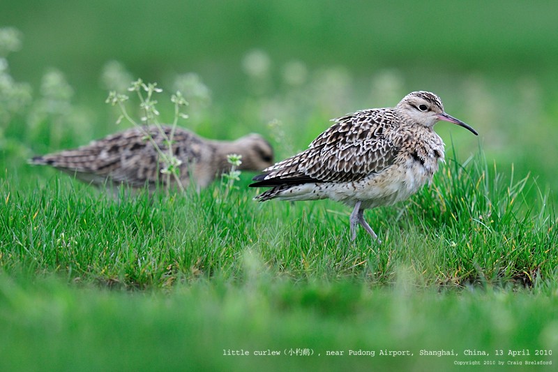 Little Curlew - ML59925081