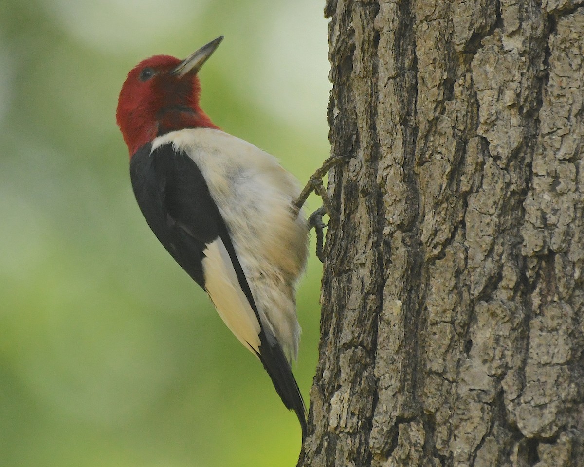 Red-headed Woodpecker - ML599252031