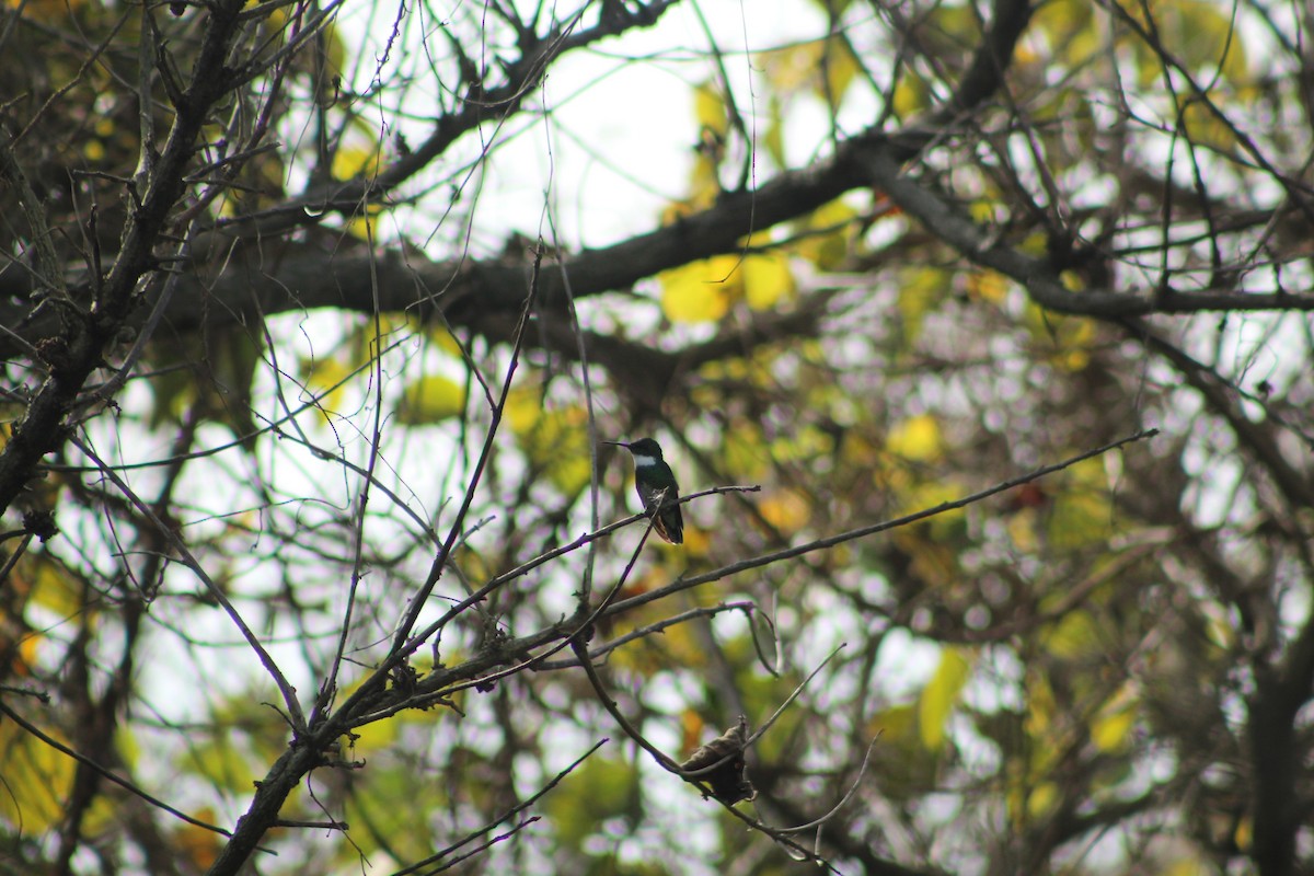 White-throated Hummingbird - ML599252421