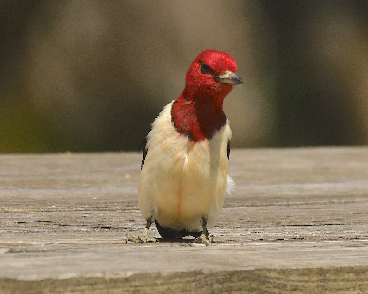 Red-headed Woodpecker - ML599252591