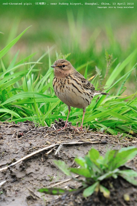 Red-throated Pipit - Craig Brelsford