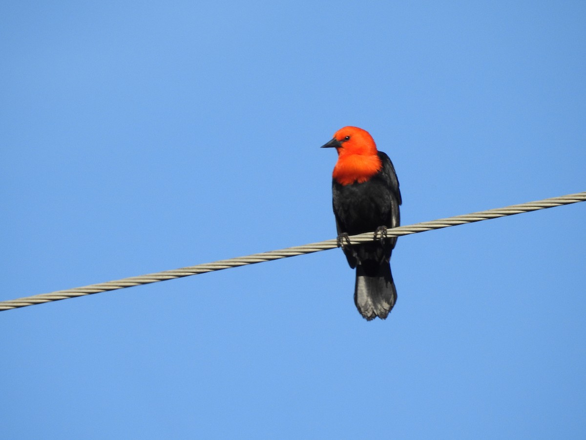 Scarlet-headed Blackbird - ML599252861