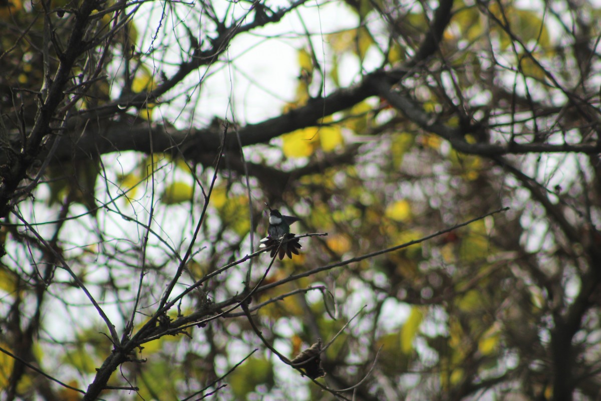 White-throated Hummingbird - ML599253071