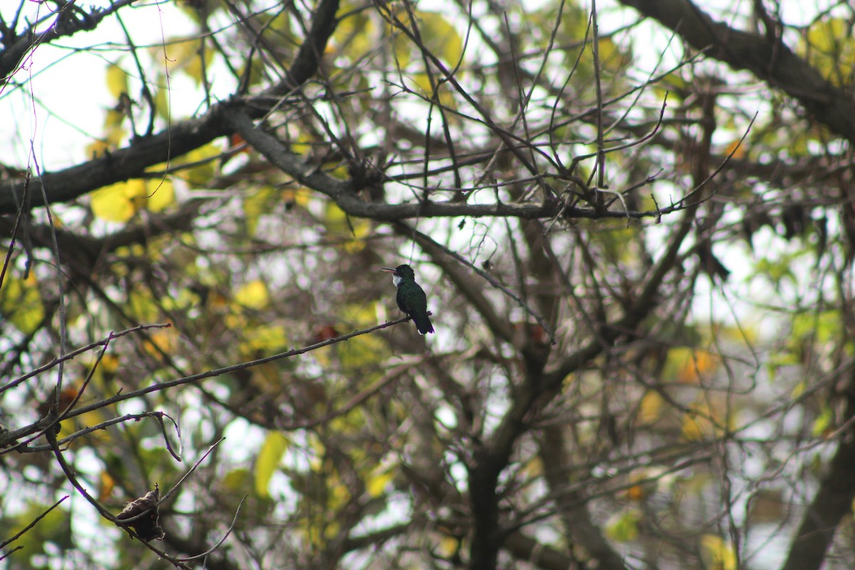 White-throated Hummingbird - Gerónimo Cutolo