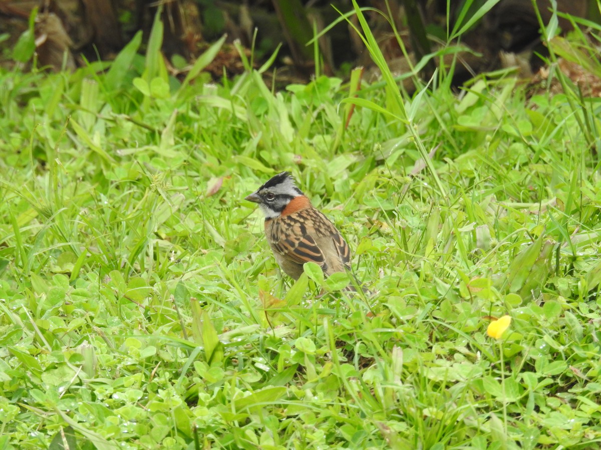 Rufous-collared Sparrow - ML599253441