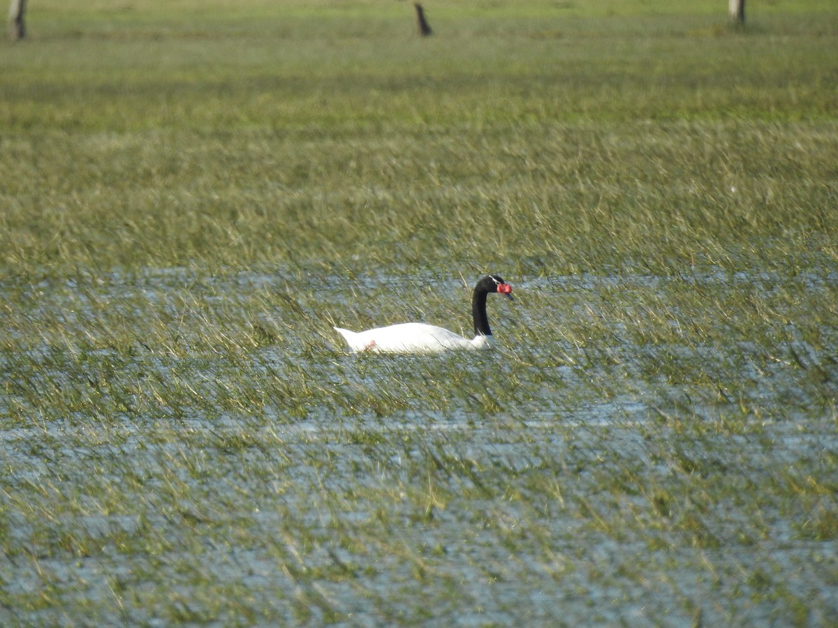 Black-necked Swan - ML599253921