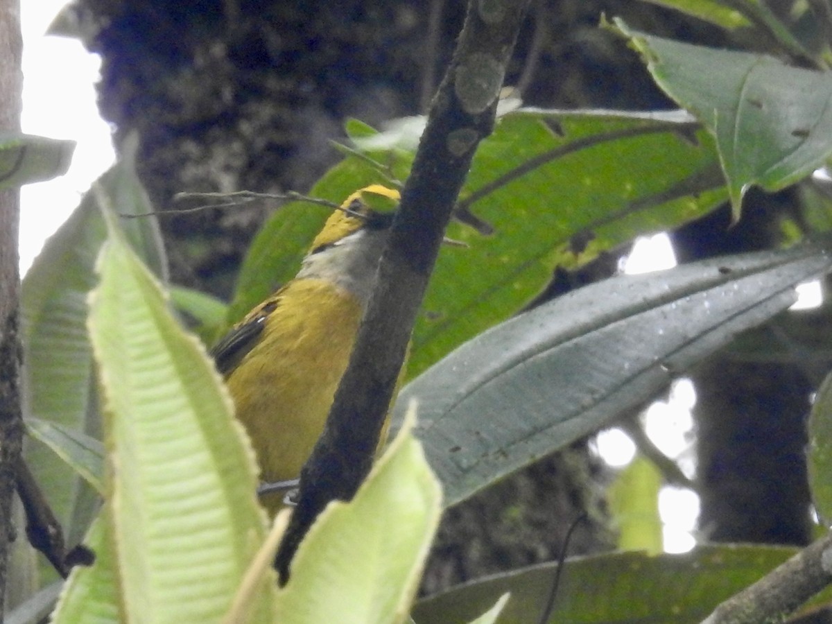 Silver-throated Tanager - ML599254301