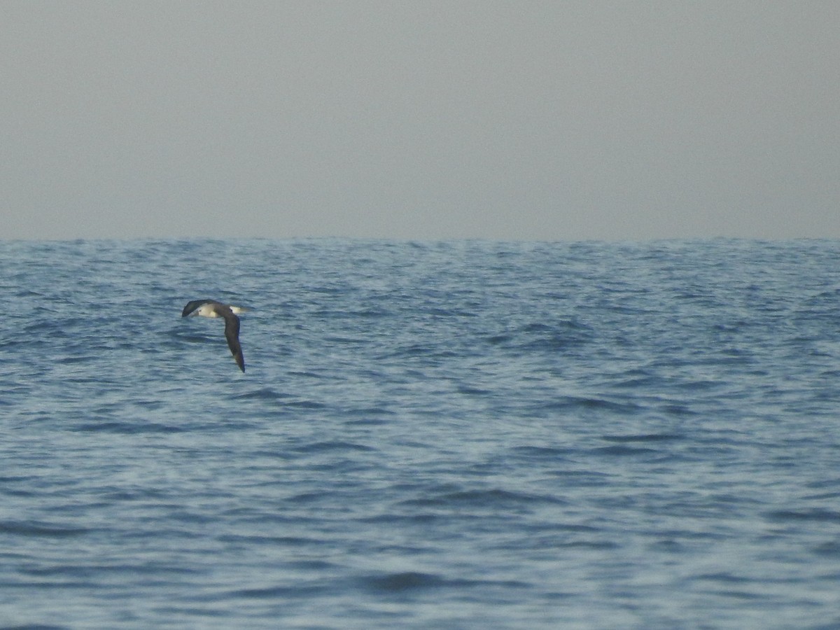 Atlantic Yellow-nosed Albatross - ML599257351