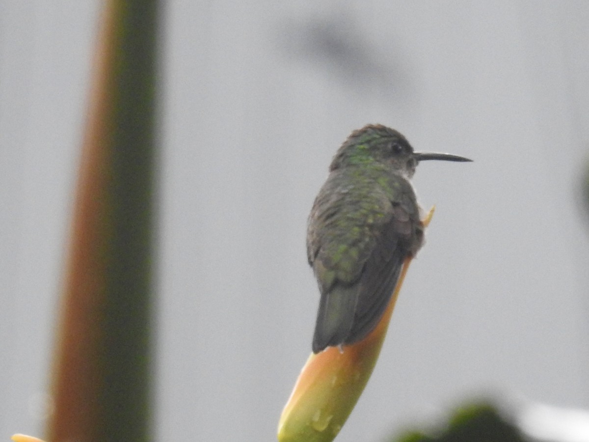 Scaly-breasted Hummingbird - ML599257651