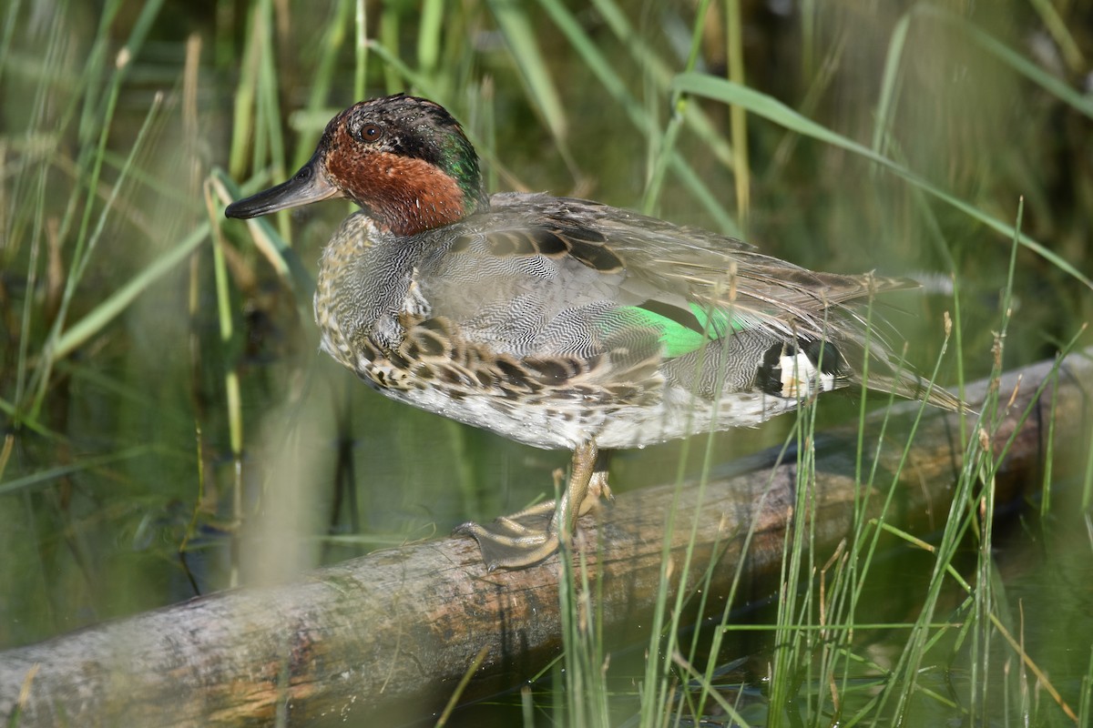 Green-winged Teal - ML599257691