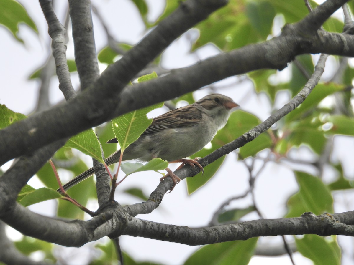 Clay-colored Sparrow - ML599258751