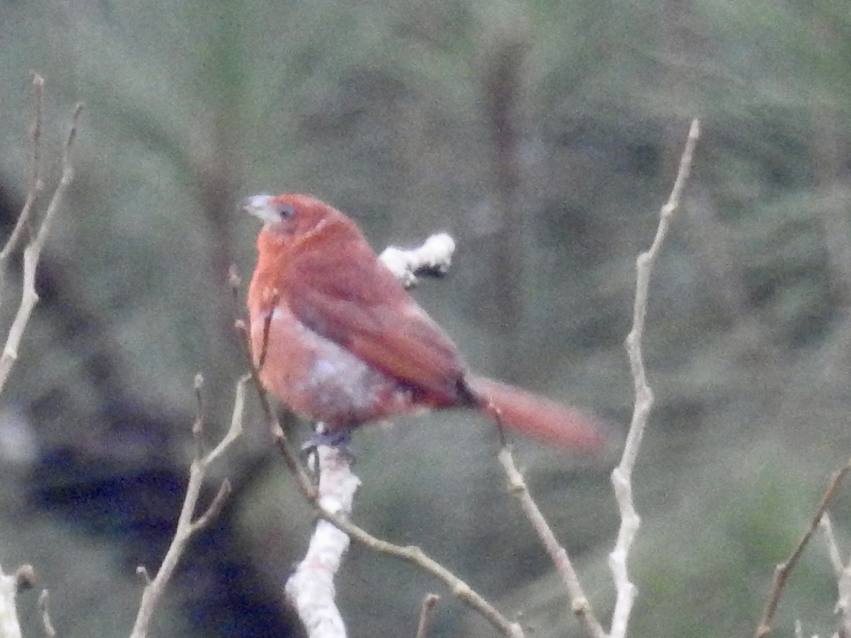 Hepatic Tanager - ML599258871