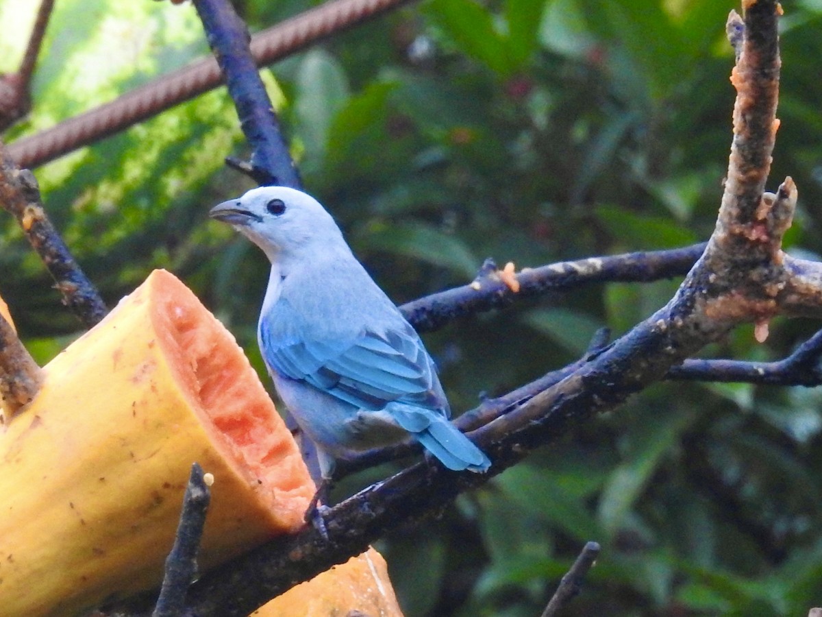 Blue-gray Tanager - ML599258961