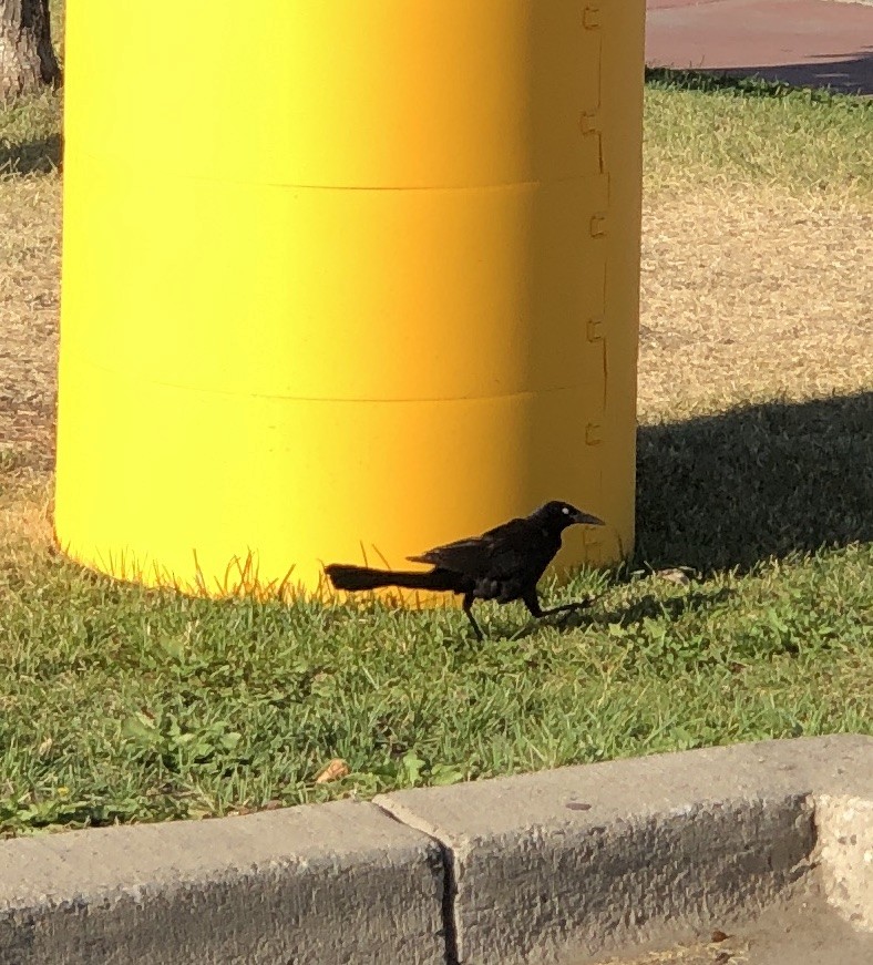 Great-tailed Grackle - ML599259481