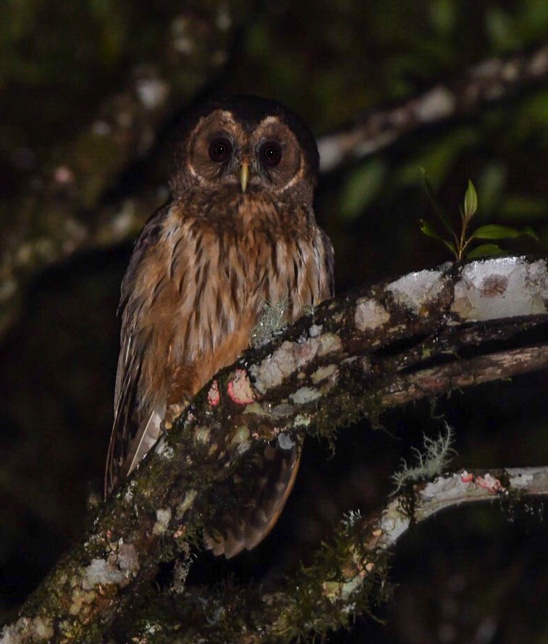 Mottled Owl - ML599264681