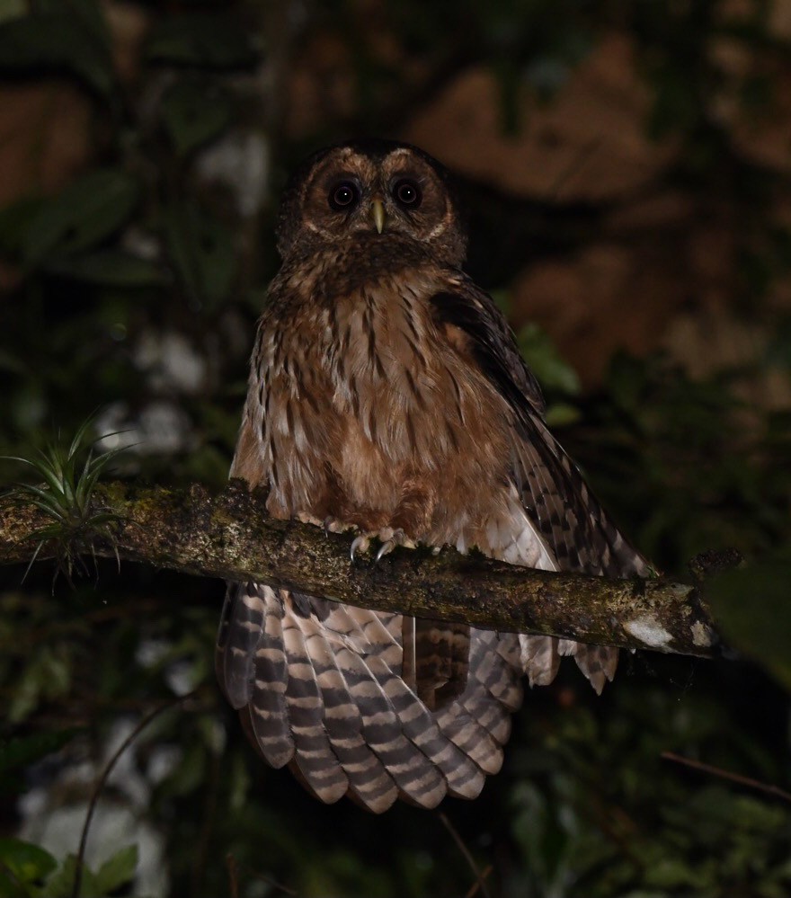 Mottled Owl - ML599264691