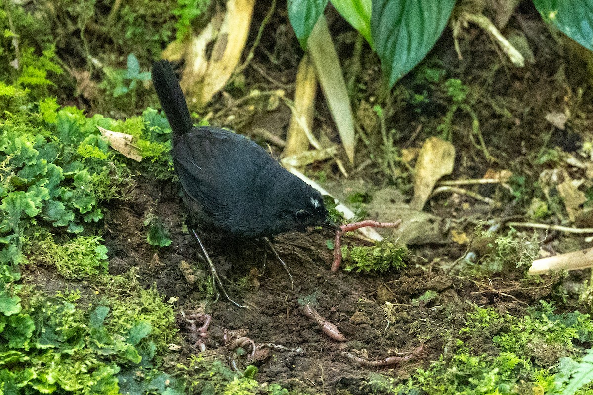 White-crowned Tapaculo - ML599265621