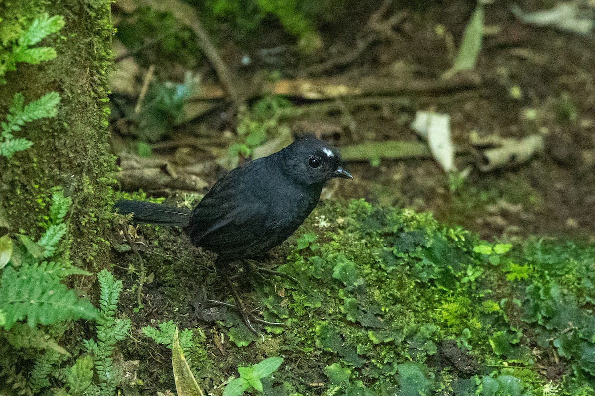 White-crowned Tapaculo - ML599265641
