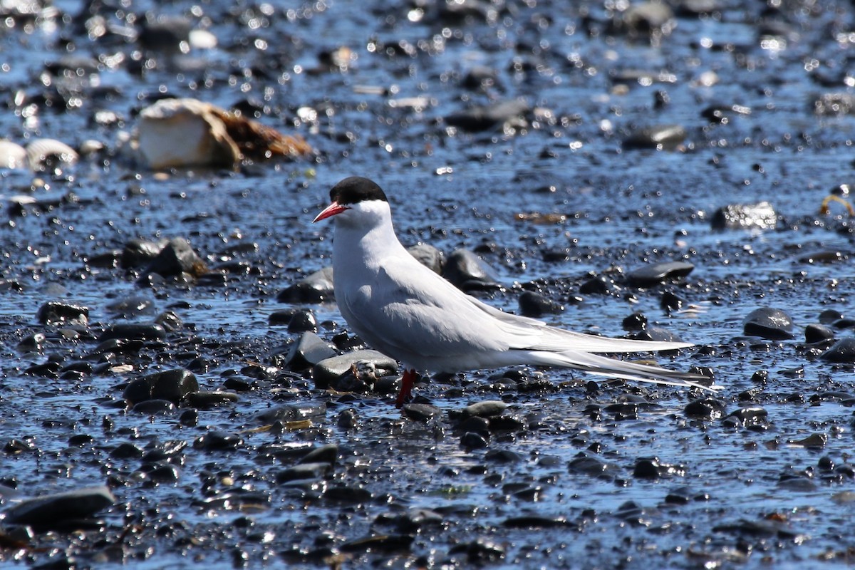 Arctic Tern - Robin Corcoran
