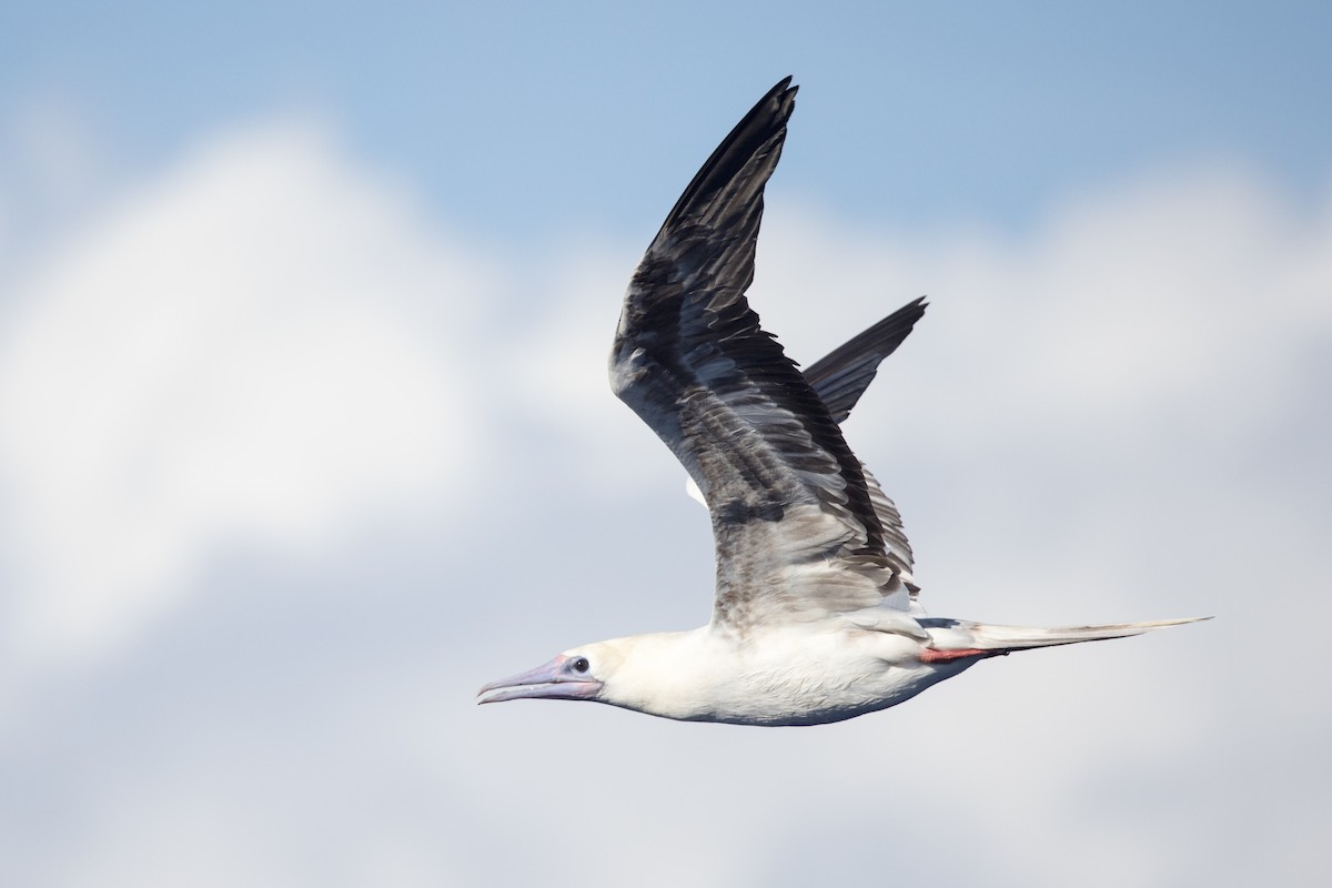 Red-footed Booby (Indopacific) - ML599268081