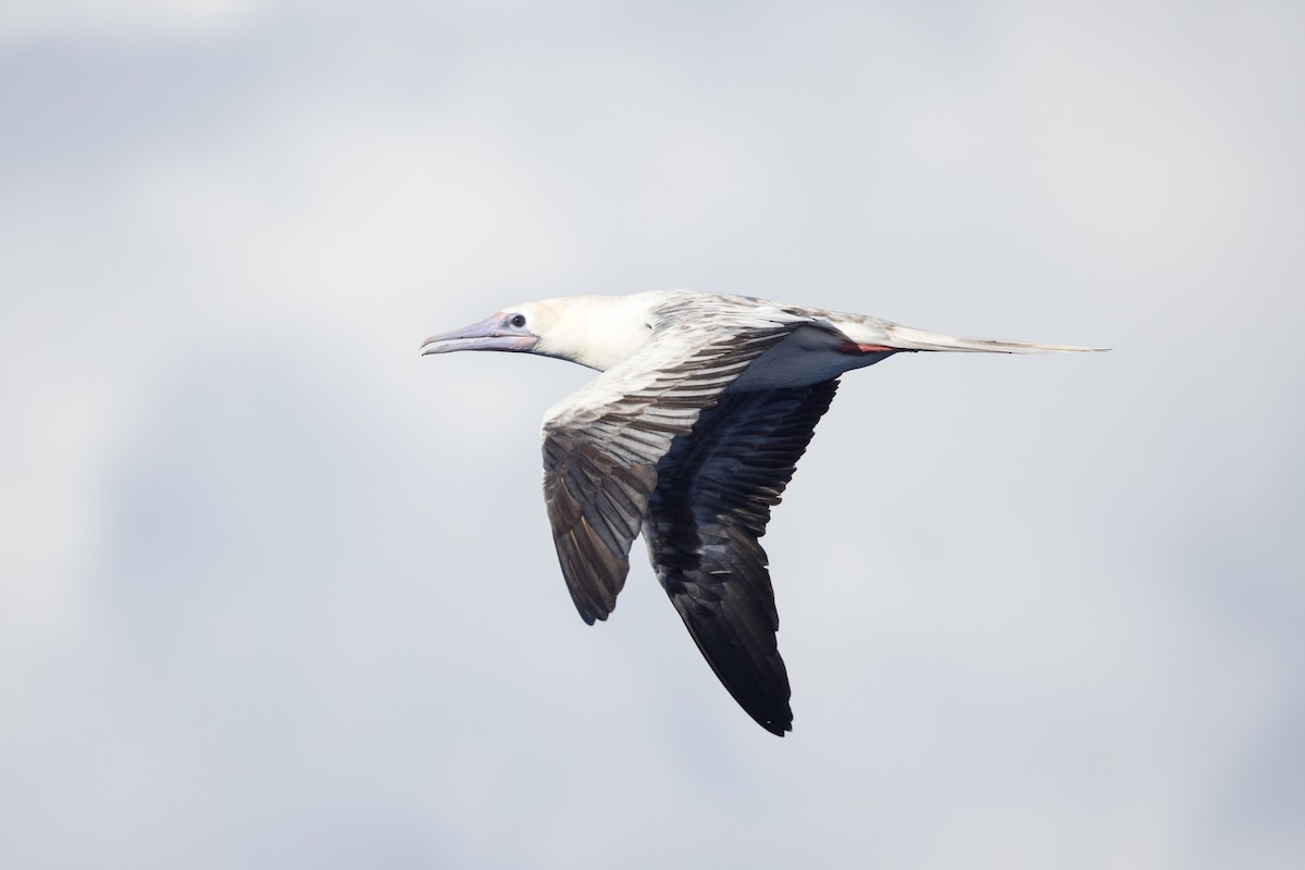 Red-footed Booby (Indopacific) - ML599268091