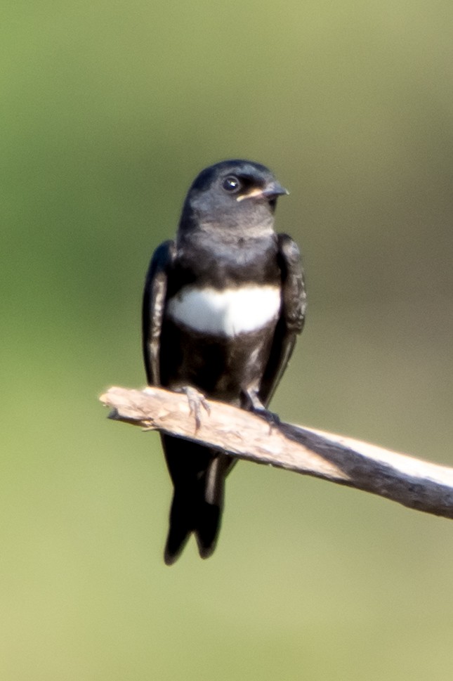 White-banded Swallow - ML599268241