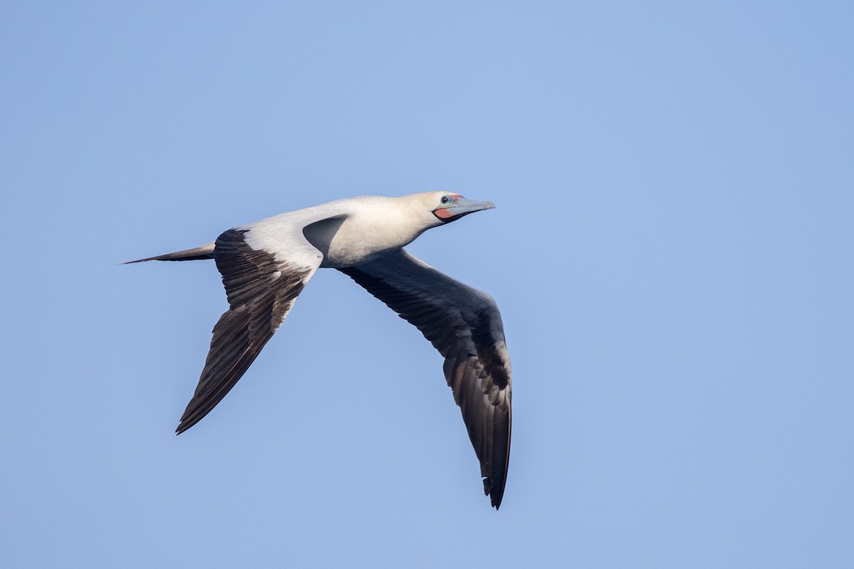 Red-footed Booby (Indopacific) - ML599268371