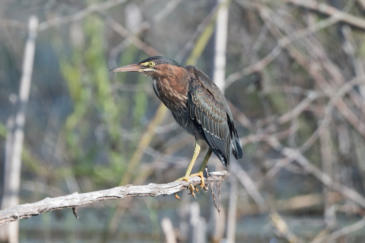 Green Heron - ML599269261