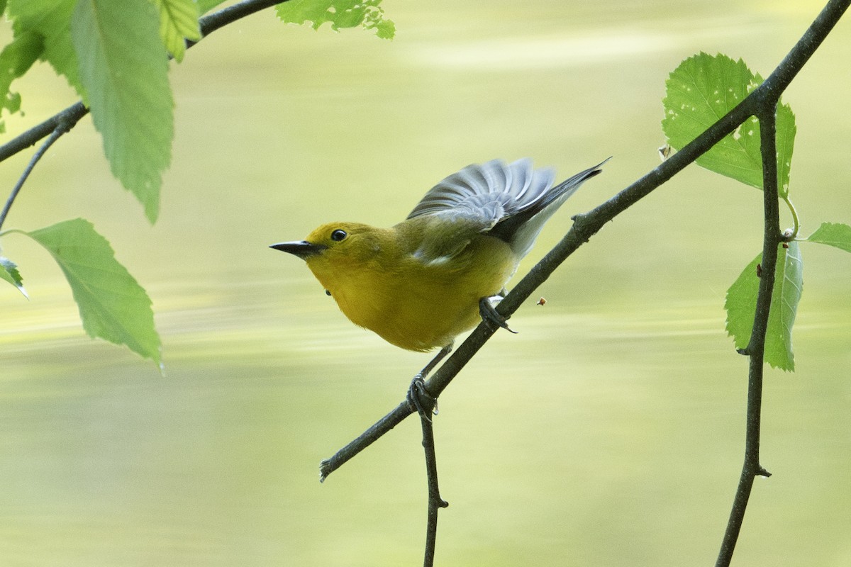 Prothonotary Warbler - ML599269771