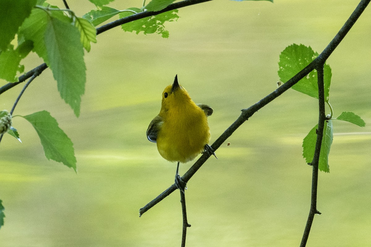 Prothonotary Warbler - ML599269911