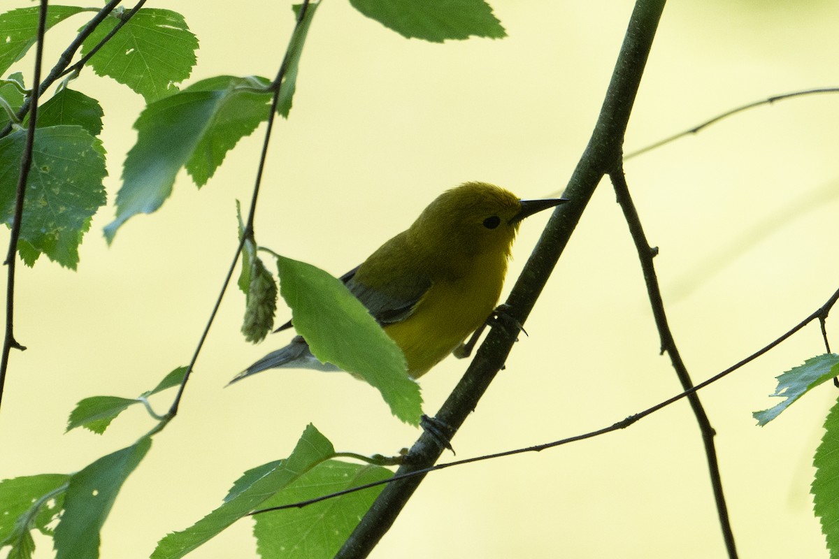 Prothonotary Warbler - ML599270251