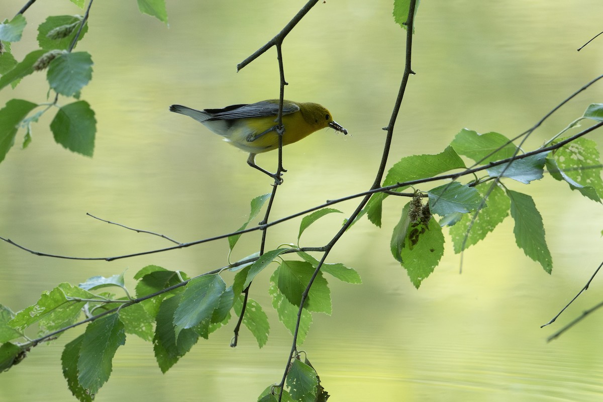 Prothonotary Warbler - ML599270341
