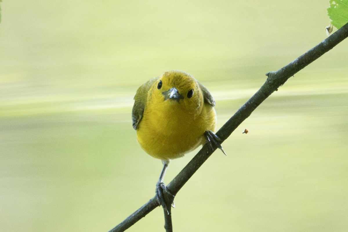 Prothonotary Warbler - ML599270401