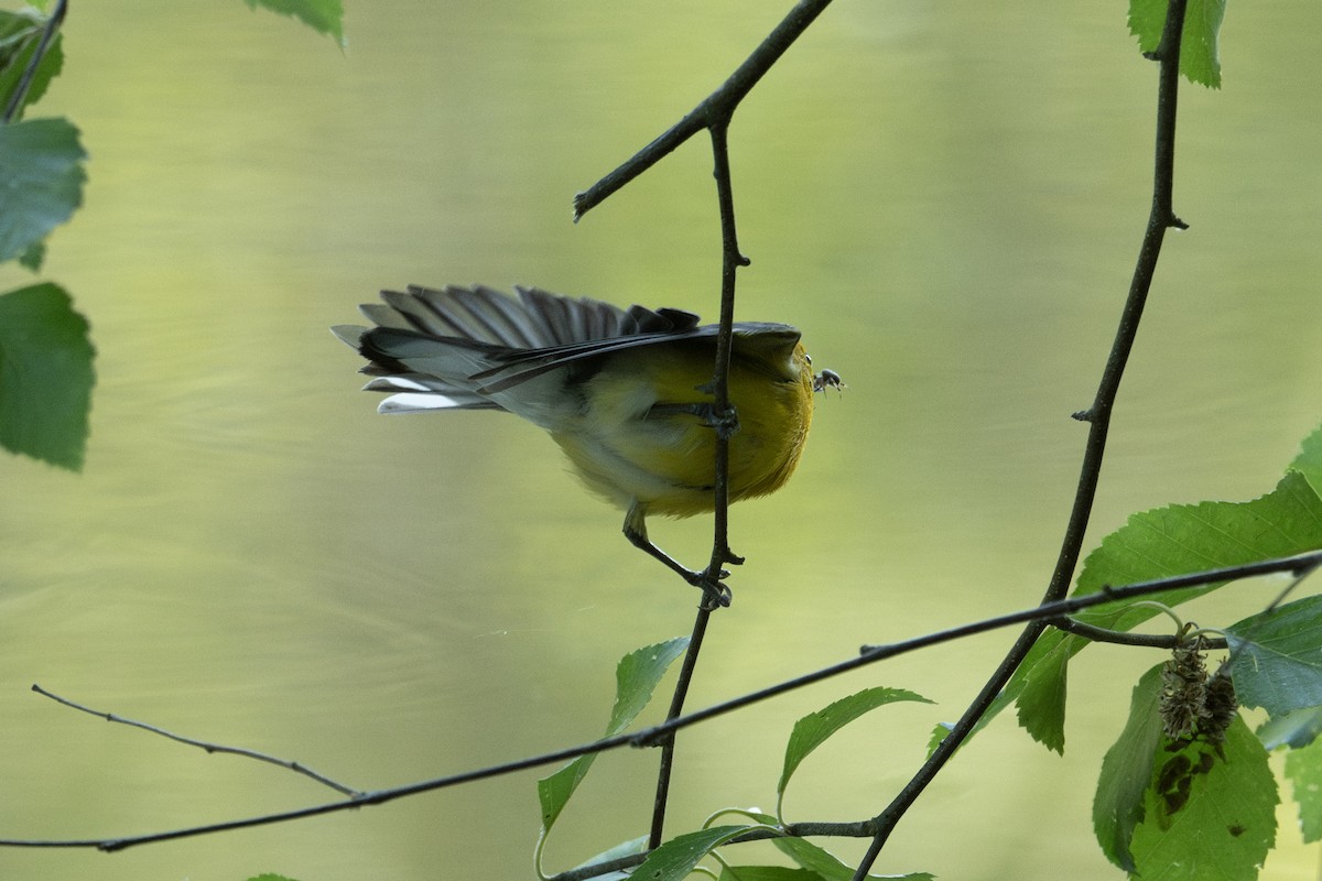 Prothonotary Warbler - ML599270531