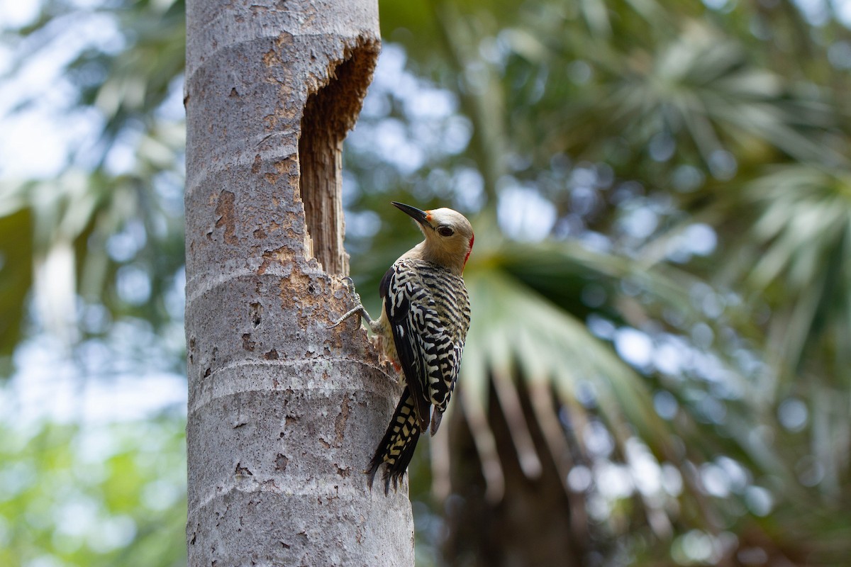 West Indian Woodpecker - ML599271361
