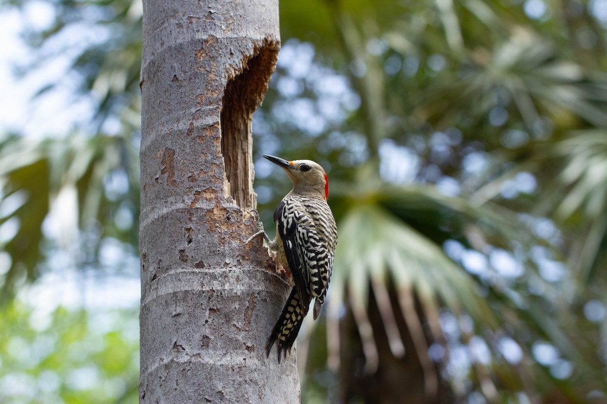 West Indian Woodpecker - ML599271371