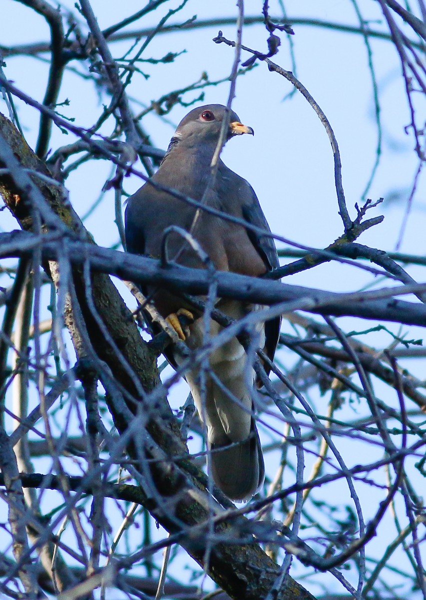 Band-tailed Pigeon - Kirk Swenson