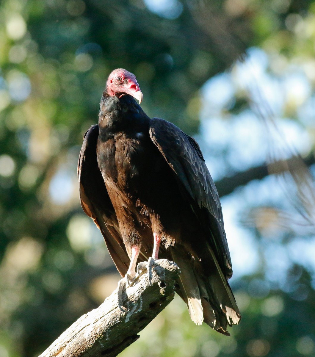 Turkey Vulture - ML59927601