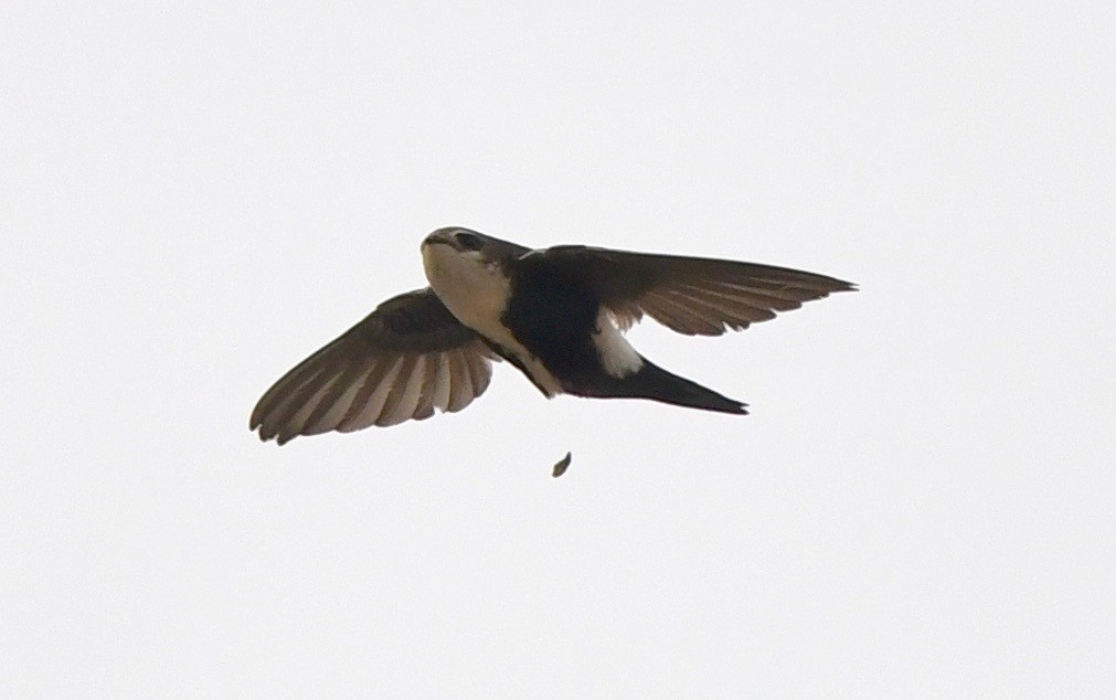 White-throated Swift - marcel finlay