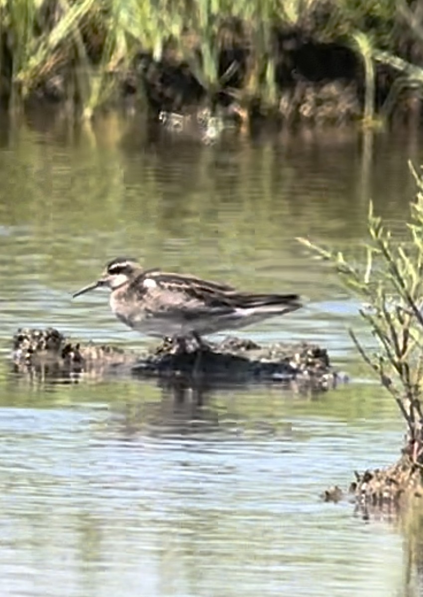 Ebird Checklist Jul Plum Island Please Use More Refined