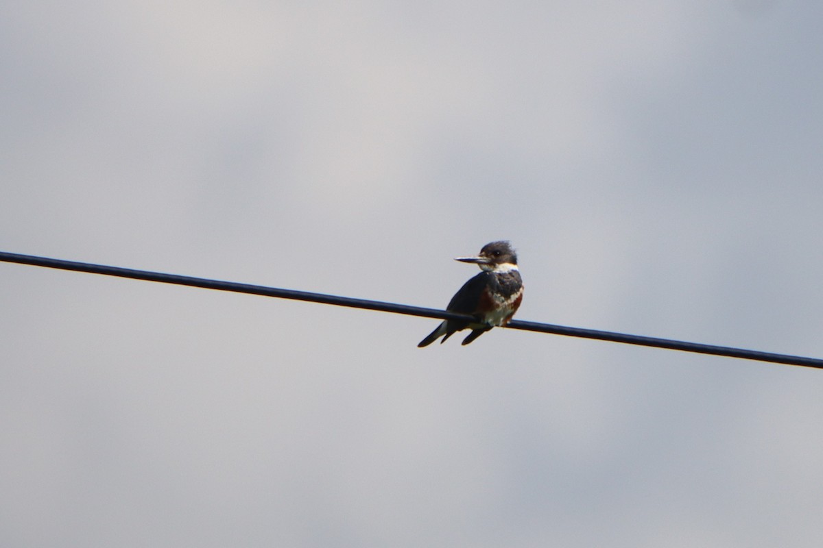 Belted Kingfisher - ML599278021