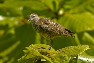  - Tuamotu Sandpiper