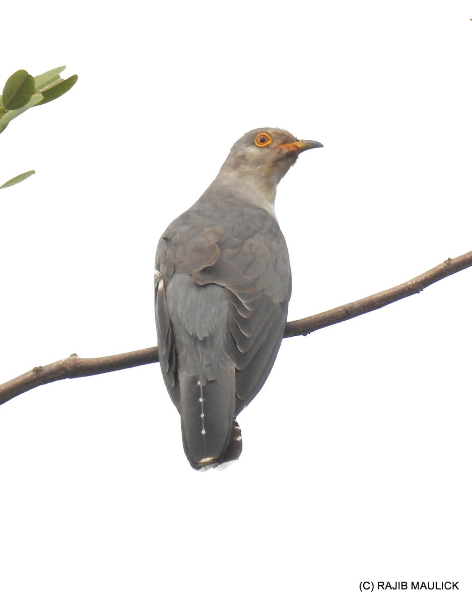 Common Cuckoo - Rajib Maulick